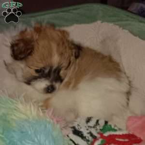 Sugar Plum- Toy, Pomeranian Puppy